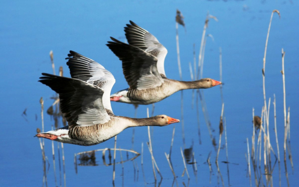 Полет гусей над водоемом