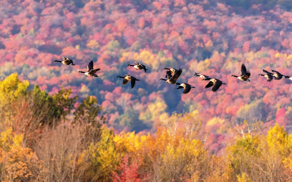 Полет канадских гусей над осенним лесом