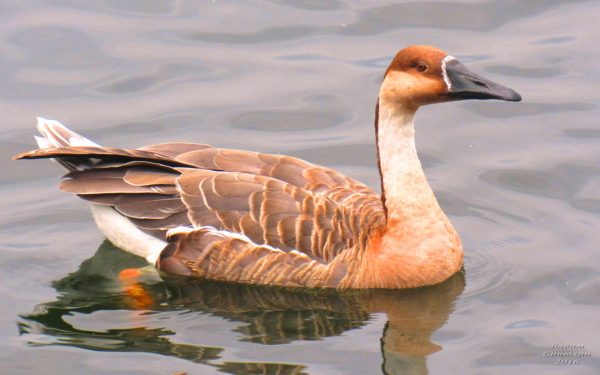 Гусь сухонос