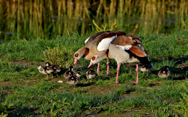 Египетские гуси с гусятами