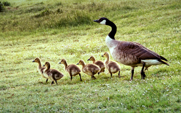 Казарка с гусятами