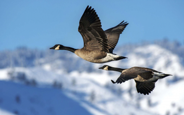 Казарки в полете