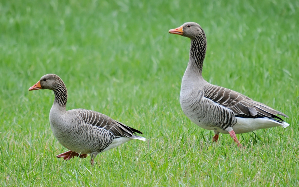 Серые гуси на траве