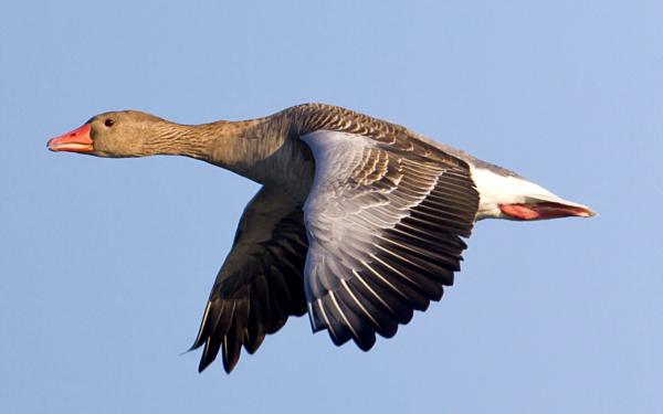 Серый гусь в полете