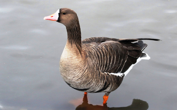 Белолобый гусь