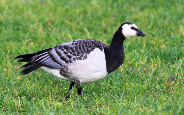 Белощекая казарка на поляне