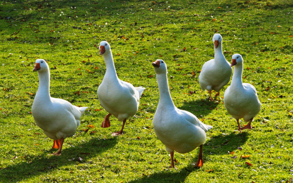 Белые гуси на поляне