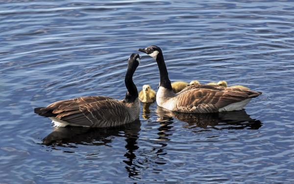 Гуси казарки с гусятами