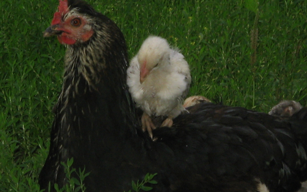 Курица с цыпленком