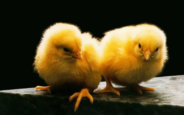 Два желтеньких цыпленка