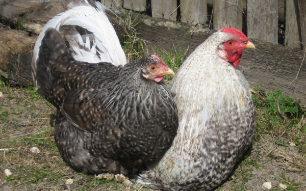 Курица и петух