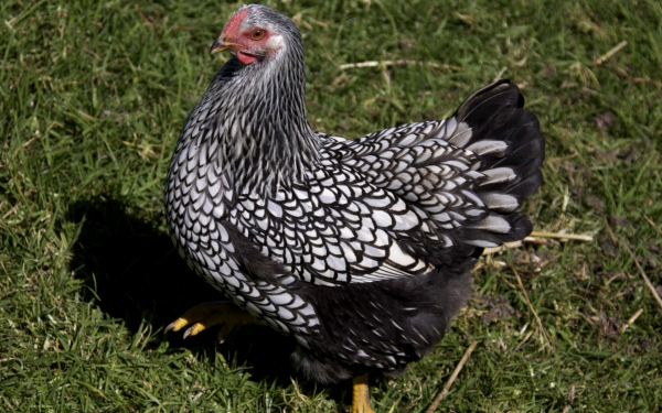 Курица породы виандот
