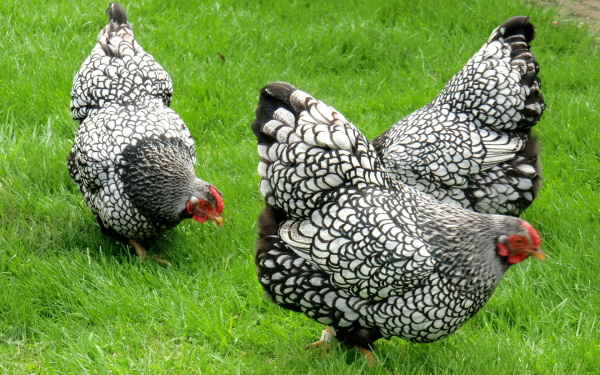 Куры породы виандот