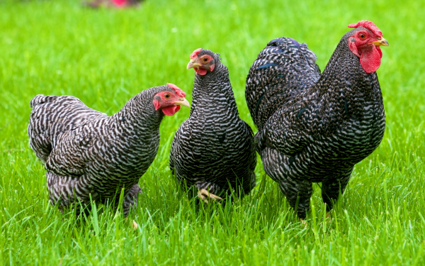 Куры породы плимутрок