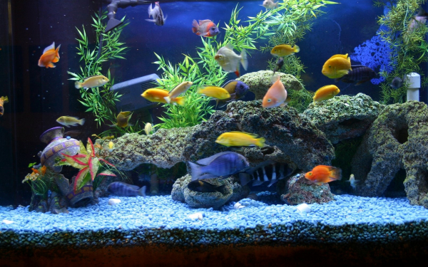 Рыбы цихлиды в аквариуме