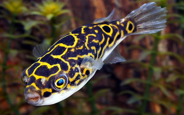 Рыба тетрадон