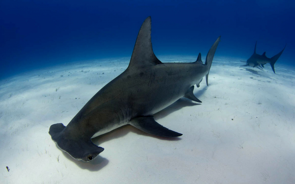 Акула молот