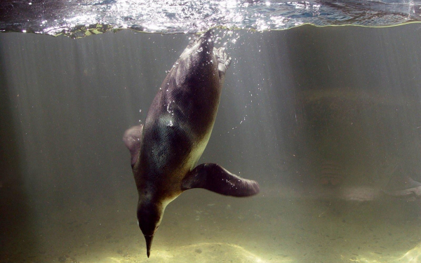 Пингвин под водой