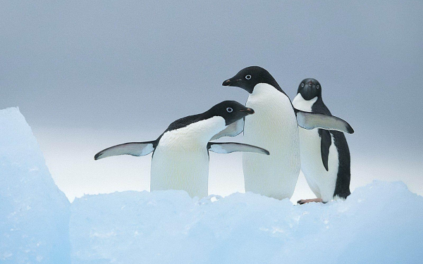 Пингвины на льдине