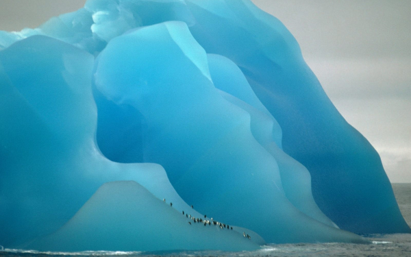 Пингвины на айсберге