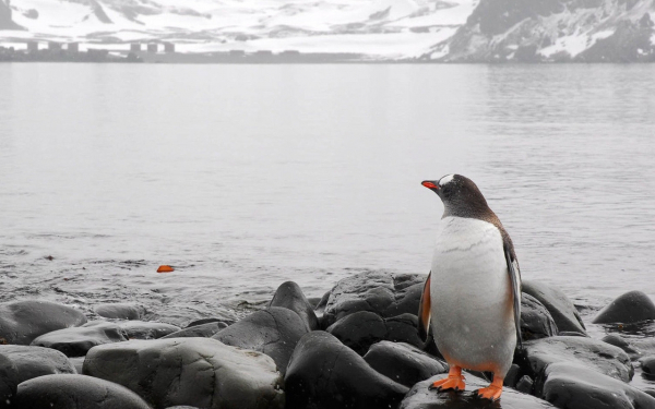 Пингвин на камне