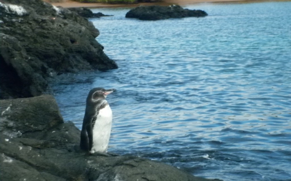 Галапагосский пингвин
