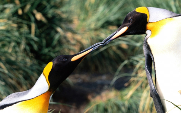 Королевские пингвины - время ухаживаний
