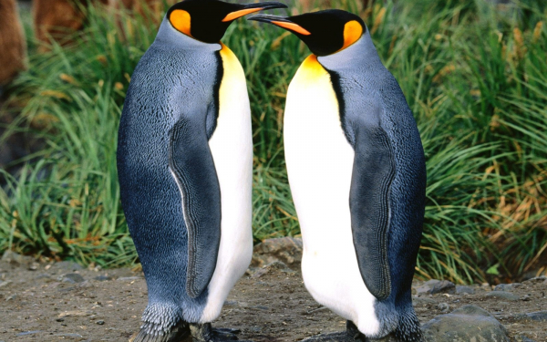 Поговорим о том, о сем