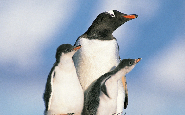 Папуанские пингвины