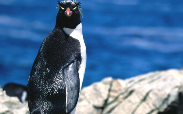 Толстоклювый пингвин