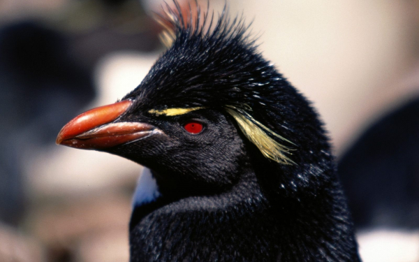 Голова пингвина