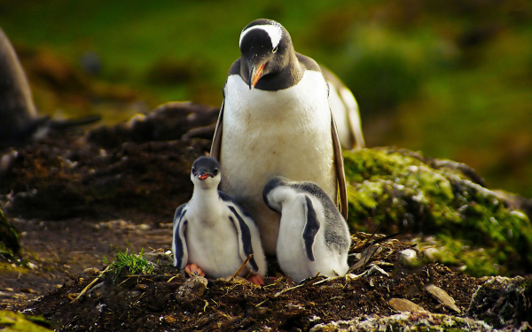 Пингвин и пингвинята