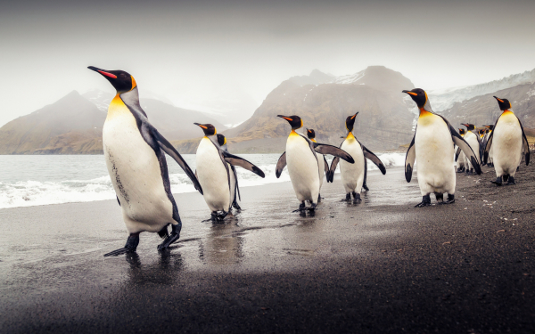 Пингвины на пляже