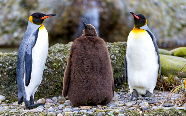 Пингвинья семья