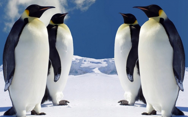 Четыре джентельмена