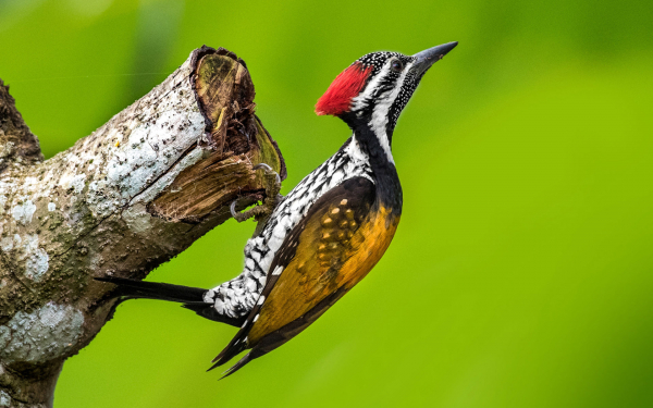 Хохлатый красношапочный дятел