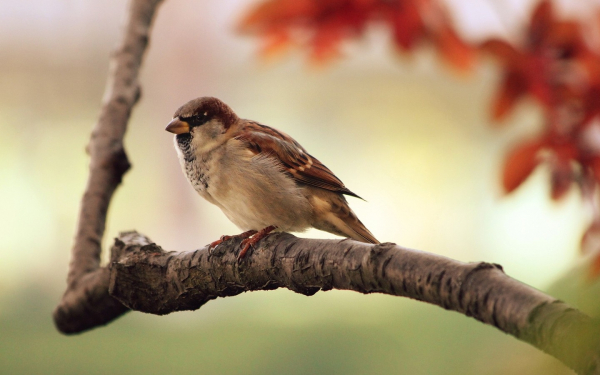 Воробей на ветке