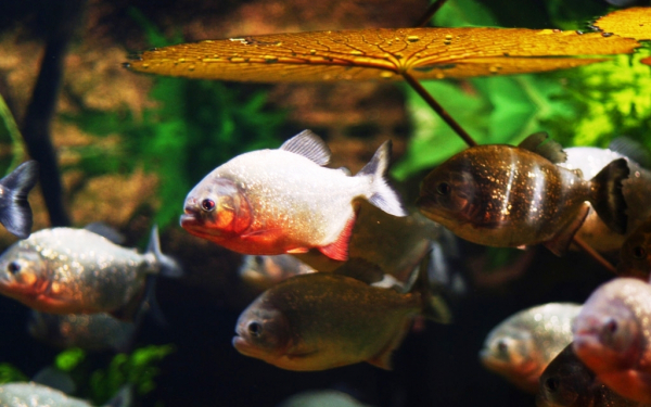 Рыбы пираньи