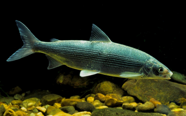 Байкальский омуль