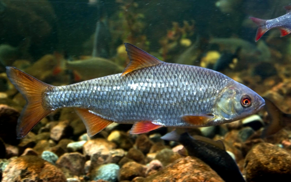 Красноперка