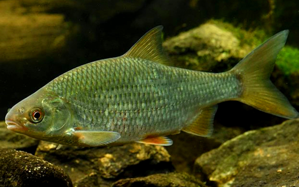 Плотва или сорога