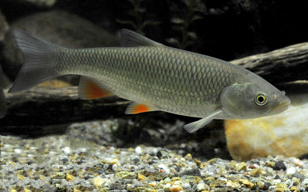 Рыба голавль