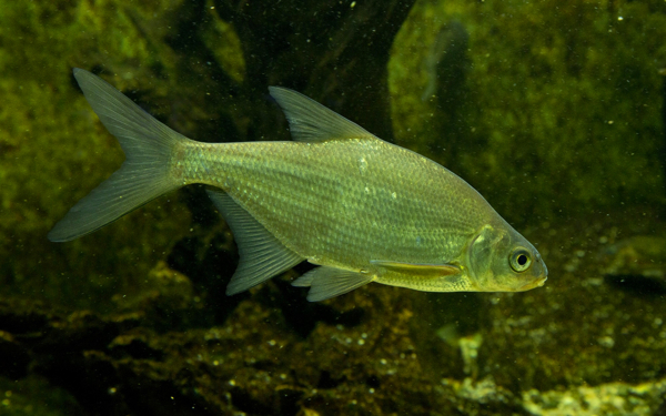 Рыба густера