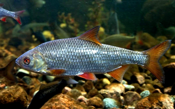 Рыба плотва