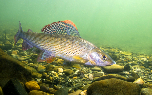 Рыба хариус