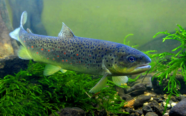 Форель ручьевая