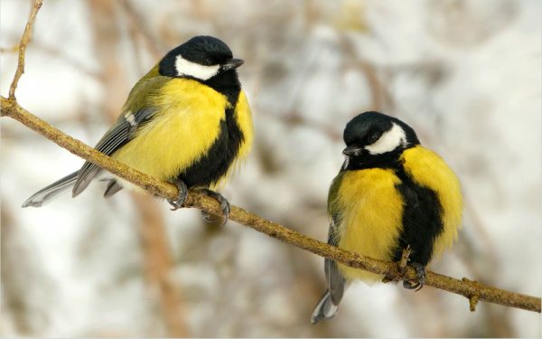 Две синицы на ветке