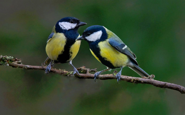 Синицы на ветке