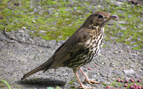 Певчий дрозд