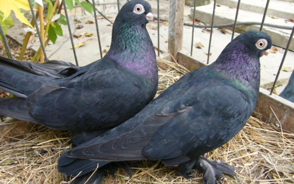 Голуби трубачи